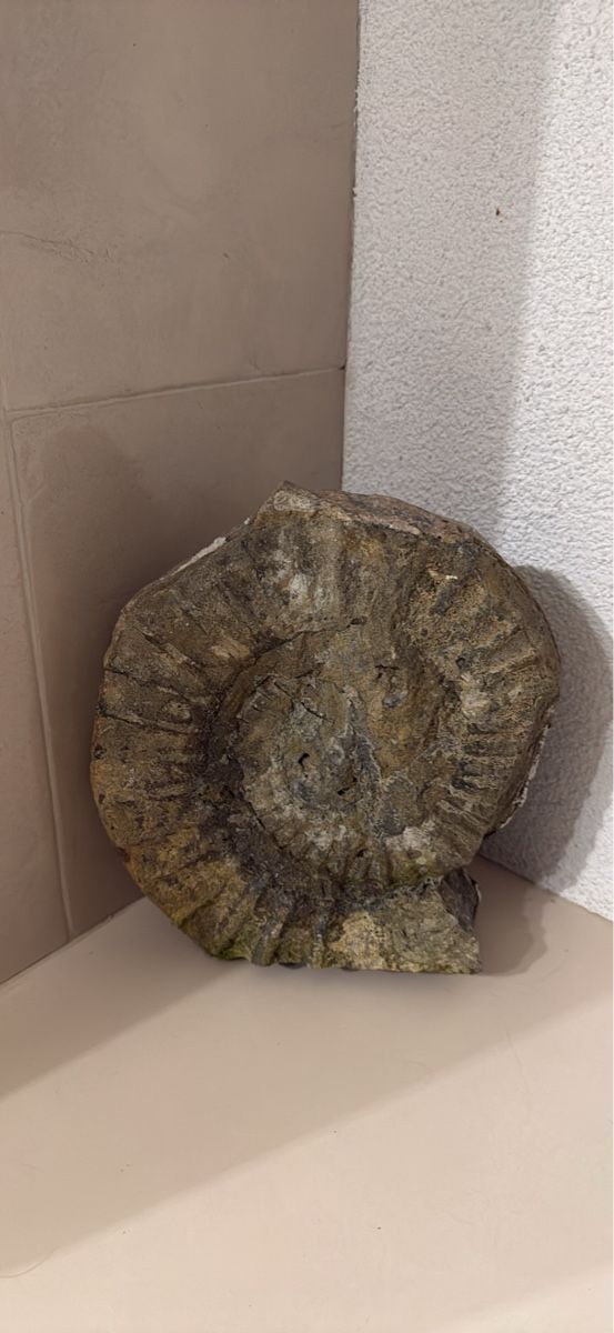 Fossili: Fossil Ammonit gross gut erhalten ca. 25cm – Usato da Schaffhausen venduto da Ibag
