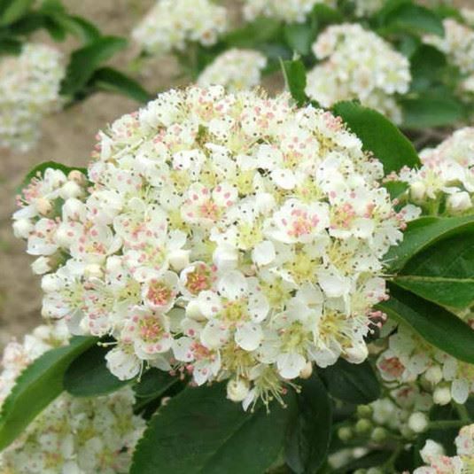 Piante & sementi: Sorbus Burka géant  FRUITIER RARE 25cm – Nuovo (secondo la descrizione) da Bremblens venduto da FIBONACCI369 2