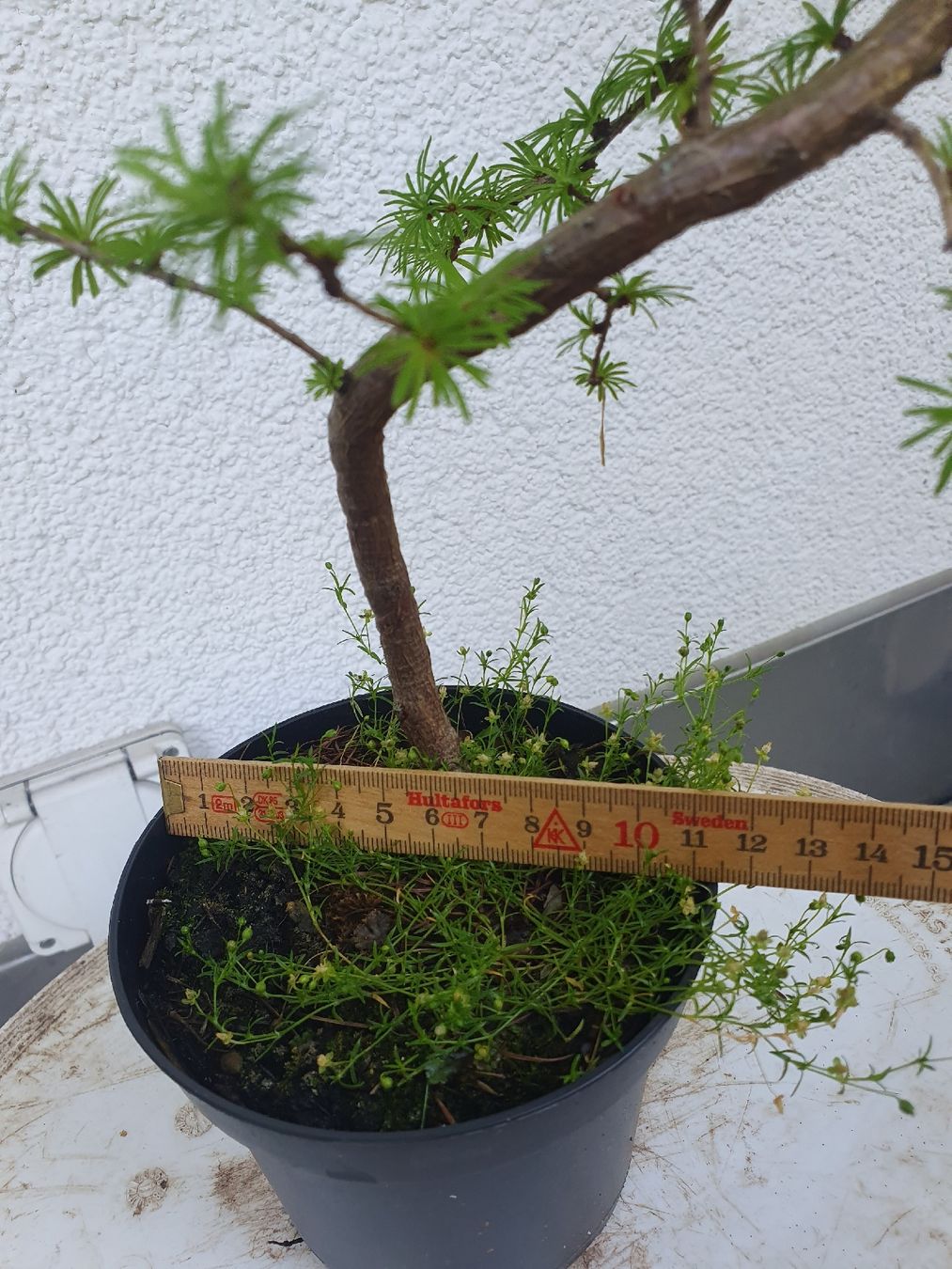 malus evereste bonsai Bonsai Malus evereste – Bonsai winkel main image 1
