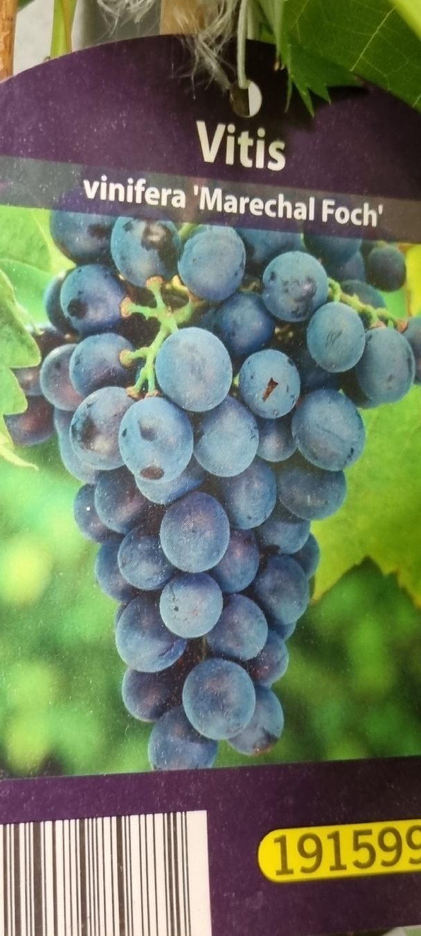 Piante & sementi: Traubenpflanze Vitis, mit Trauben – Usato da Kehrsatz venduto da Bulandi 4