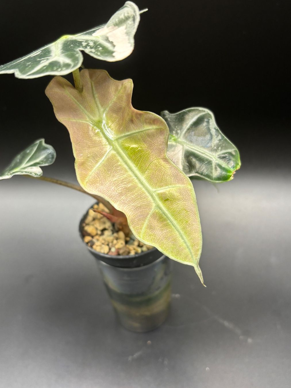 Pflanzen & Samen: Alocasia Polly Pink Variegata – Gebraucht aus Basel von Pink_White