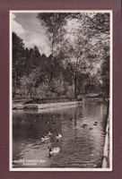 BERN - Tierpark Dählhölzli - Ententeich - 1940