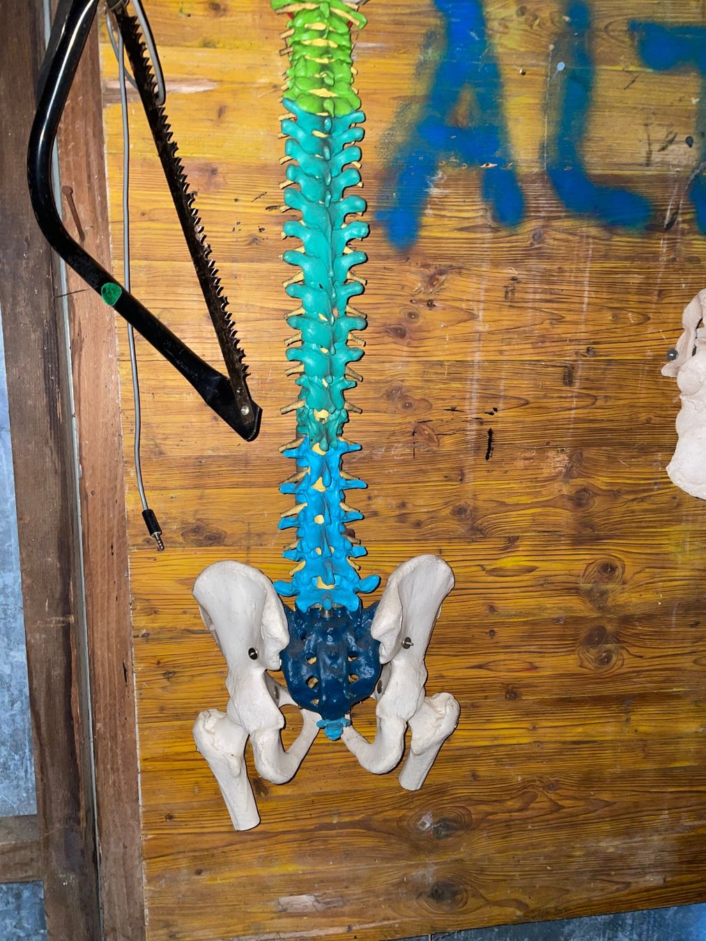 Kit di modellismo & Modellini statici: Anatomie Modell Wirbelsäule mit Becken – Usato da Wetzikon ZH venduto da Odin