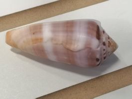 Conus circumcisus Ringkegelschnecke 65mm Muscheln Cebu