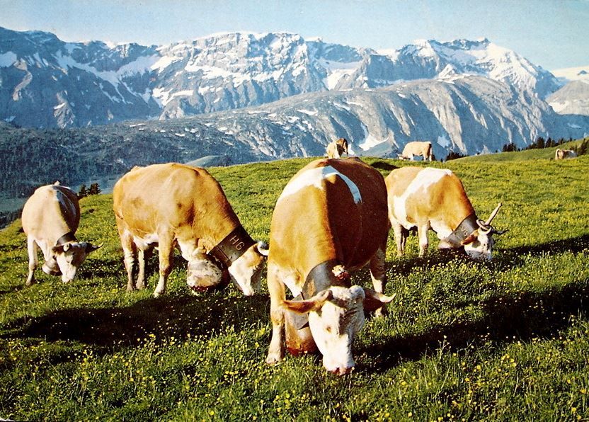 Cartes postales: LENK Alp Betelberg, Kühe – D'occasion à Jona par philajona