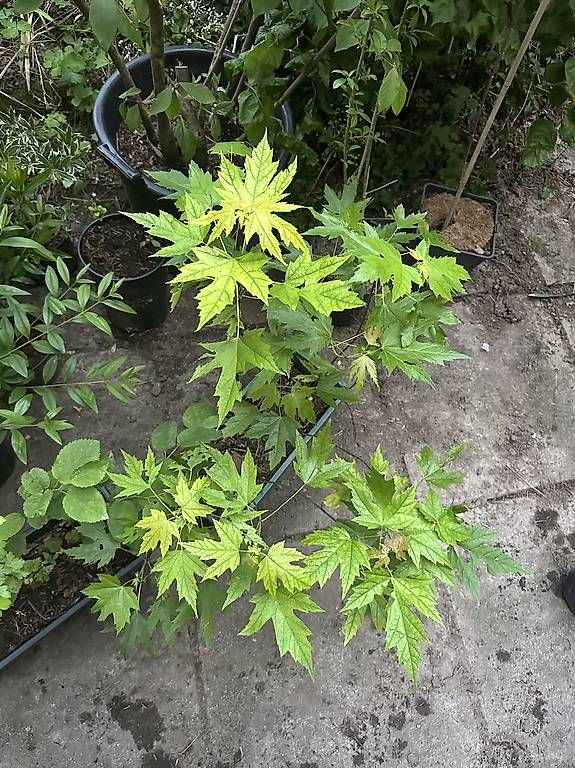 Piante & sementi: Acer saccharinum Silberahorn – Usato da Speicher venduto da pir_c96f