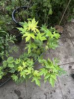 Acer saccharinum Silberahorn