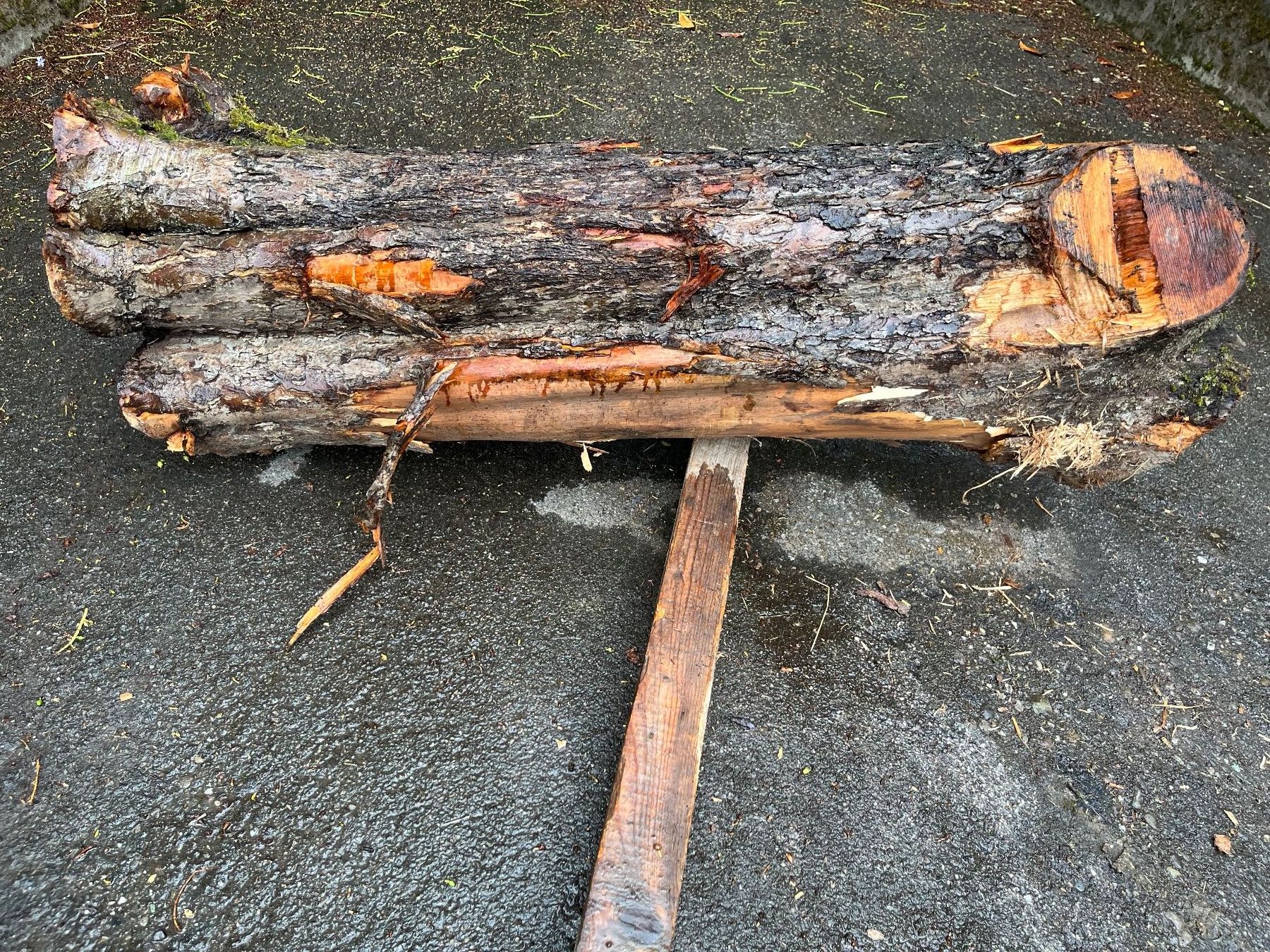 Holzartikel: Apfelbaumstamm – Neu (gemäss Beschreibung) aus Nürensdorf von Peterhakab 1