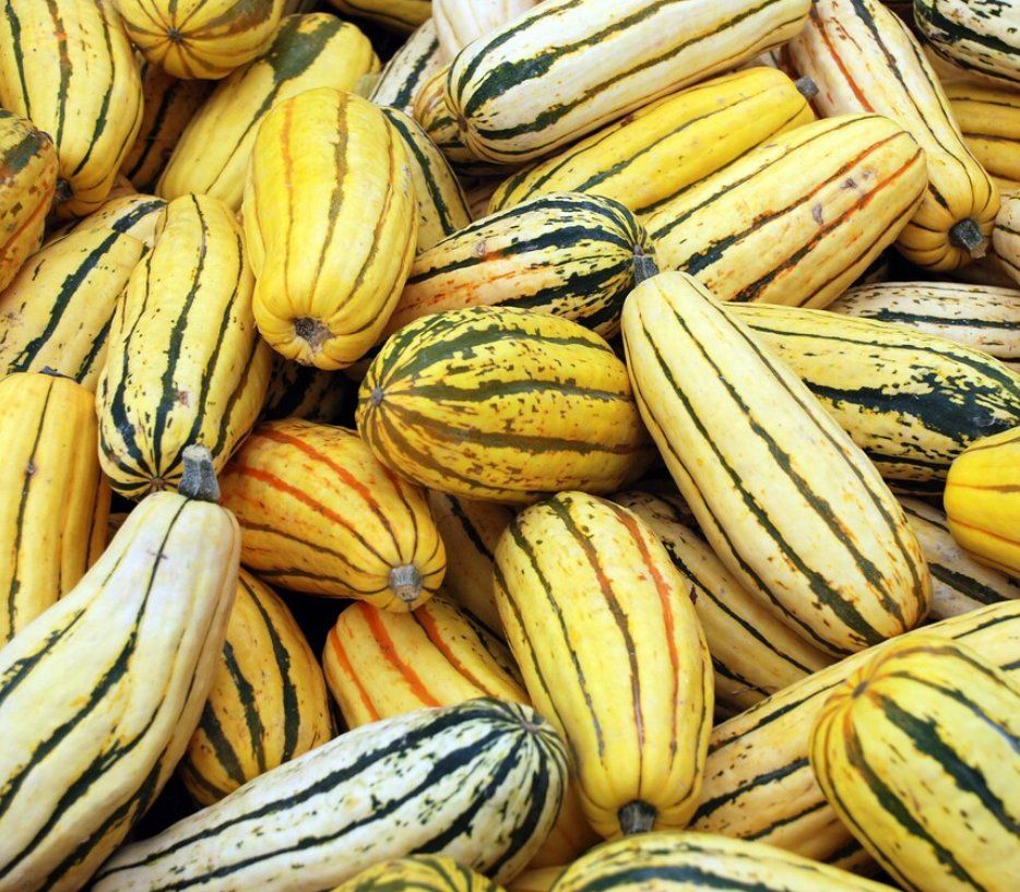 Piante & sementi: Kürbis Delicata / 5 Samen – Nuovo (secondo la descrizione) da Hinteregg venduto da ERFOLG78 1