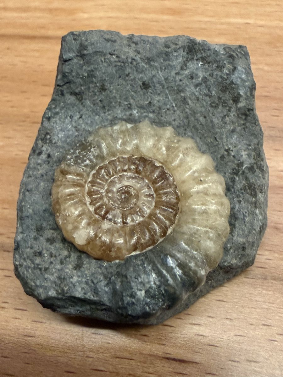 Fossilien: Ammonit – Gebraucht aus Grenchen von Bastet007 7