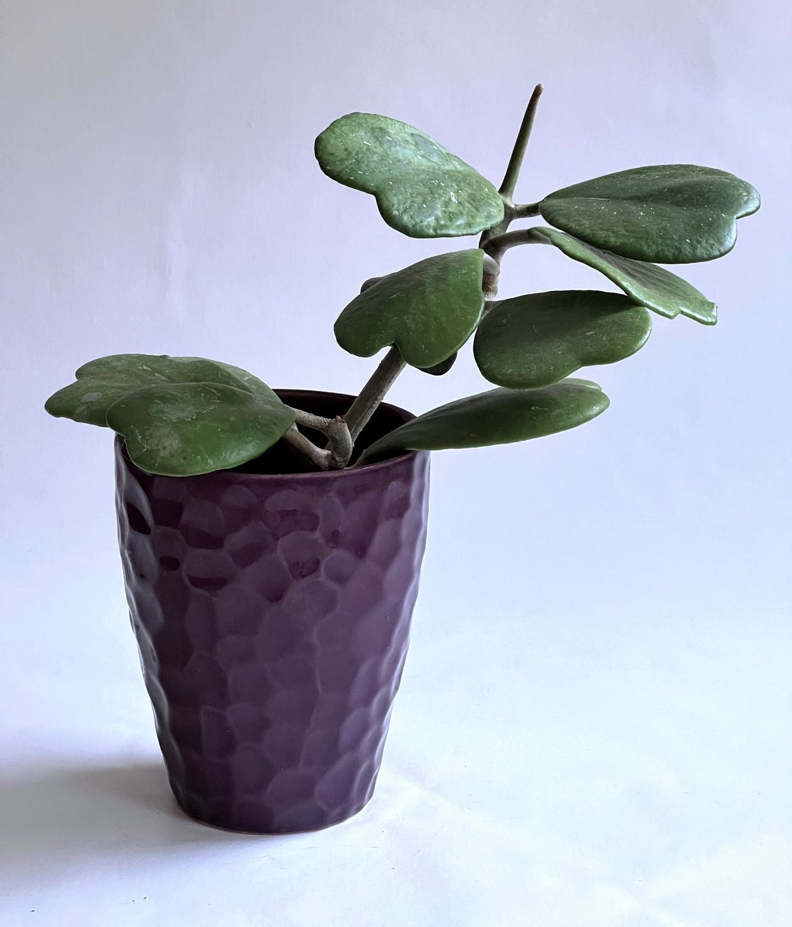 Piante & sementi: HOYA***KERRII***** – Nuovo (secondo la descrizione) da Dübendorf venduto da Orchid18 1