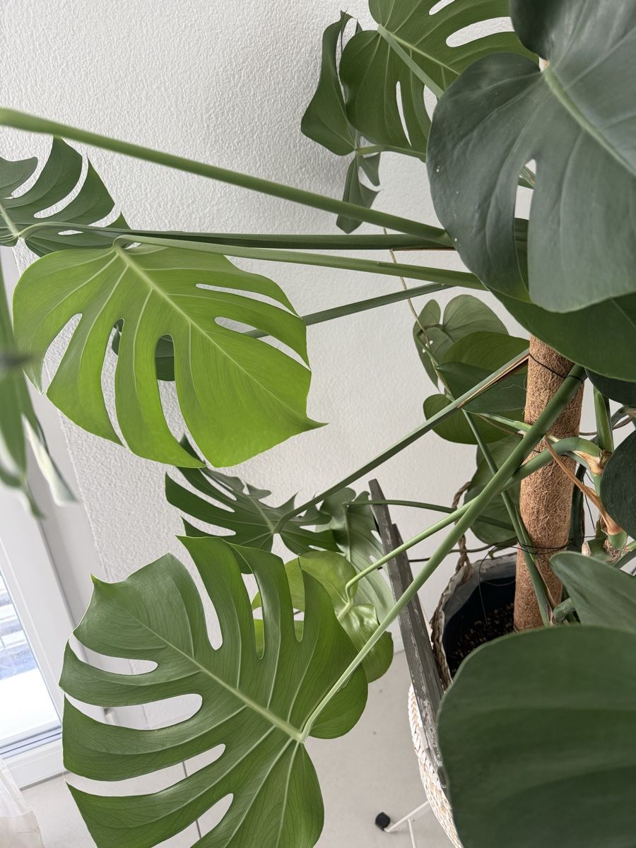 Plantes & graines: Grosse Monstera delicioso – D'occasion à Emmenbrücke par con_22xh 4