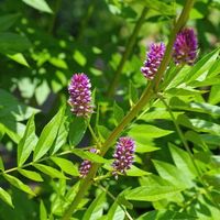 Süssholz Lakritze - Glycyrrhiza glabra - 30 Samen