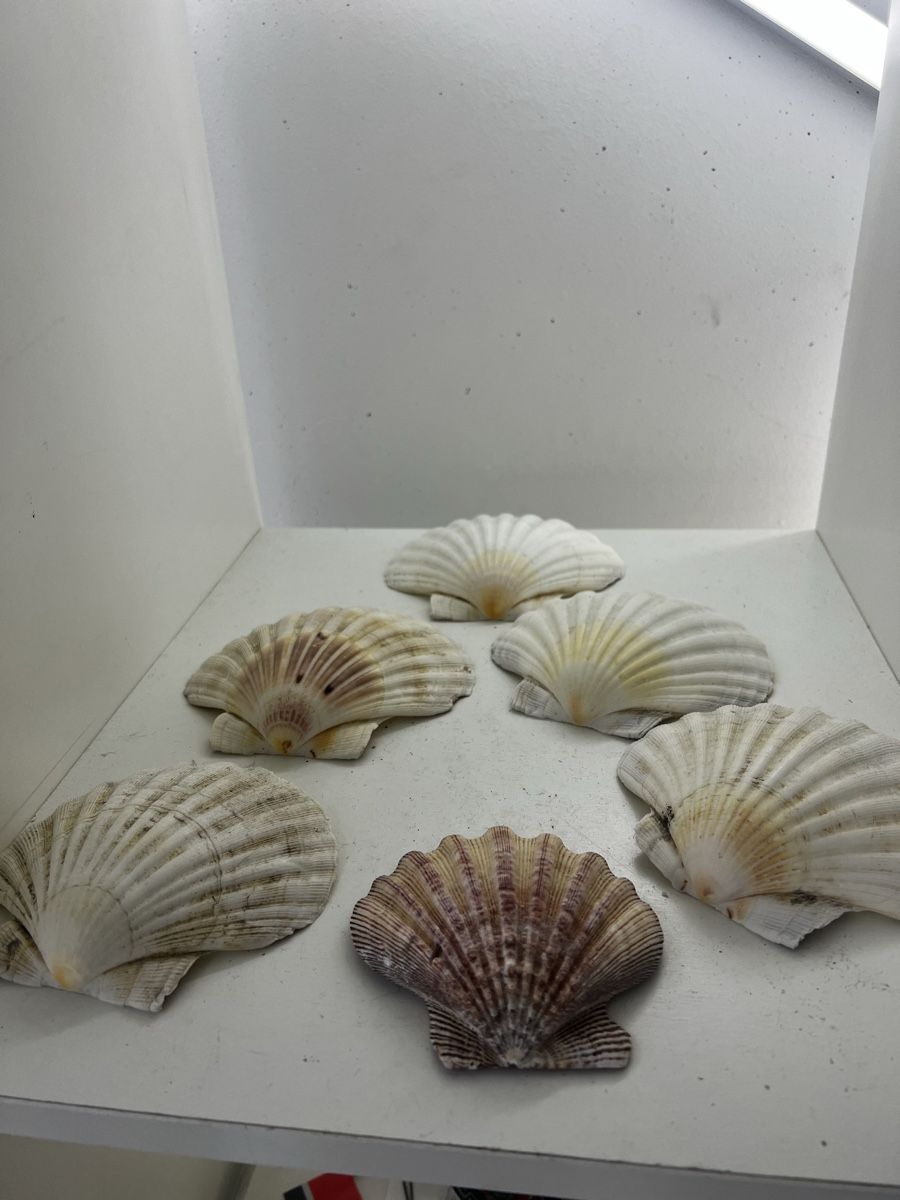 Fossilien: 6 riesige Muscheln – Gebraucht aus Wettingen von NickInc