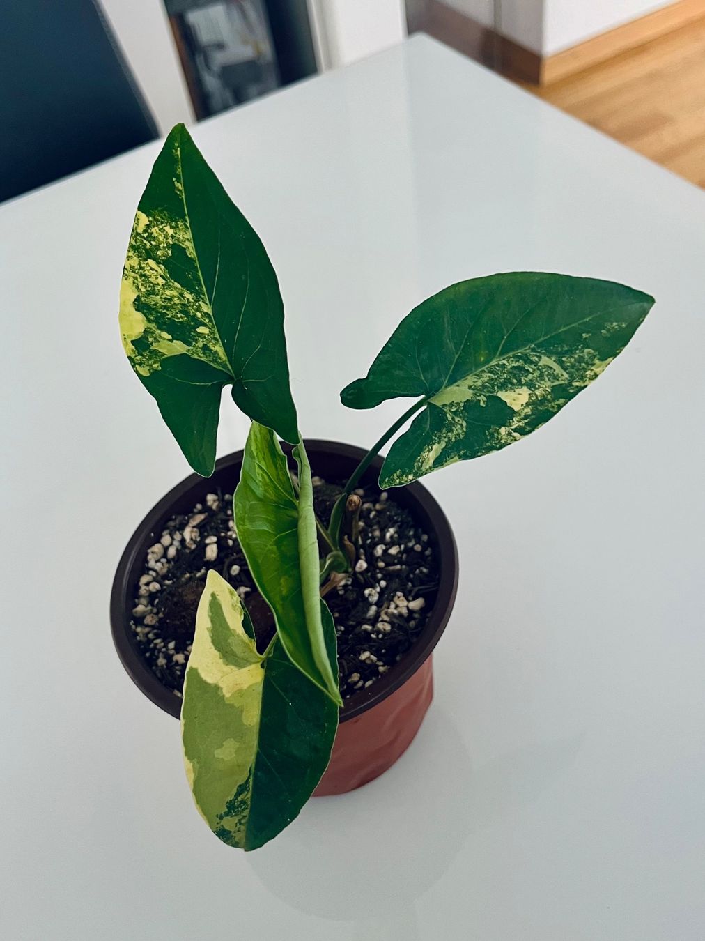 Syngonium Podophyllum Aurea Variegata (Gebraucht) in Spreitenbach fr CHF  32  mit Lieferung auf Ricardo kaufen