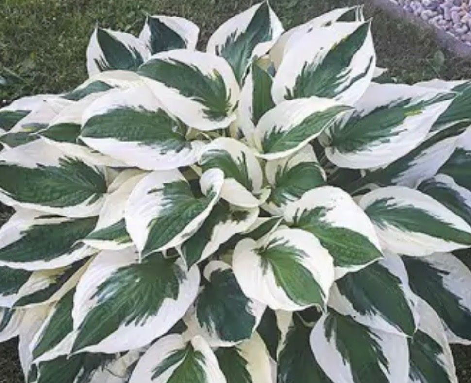 Piante & sementi: Hosta Minutemann – Usato da Lajoux JU venduto da Briard0 2