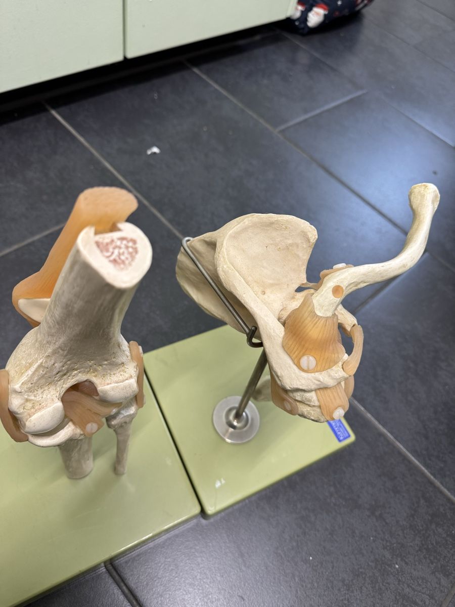 Attrezzature mediche: Funktionsmodell Knie | Schulter  – Usato da Orpund venduto da Rhodes0 3