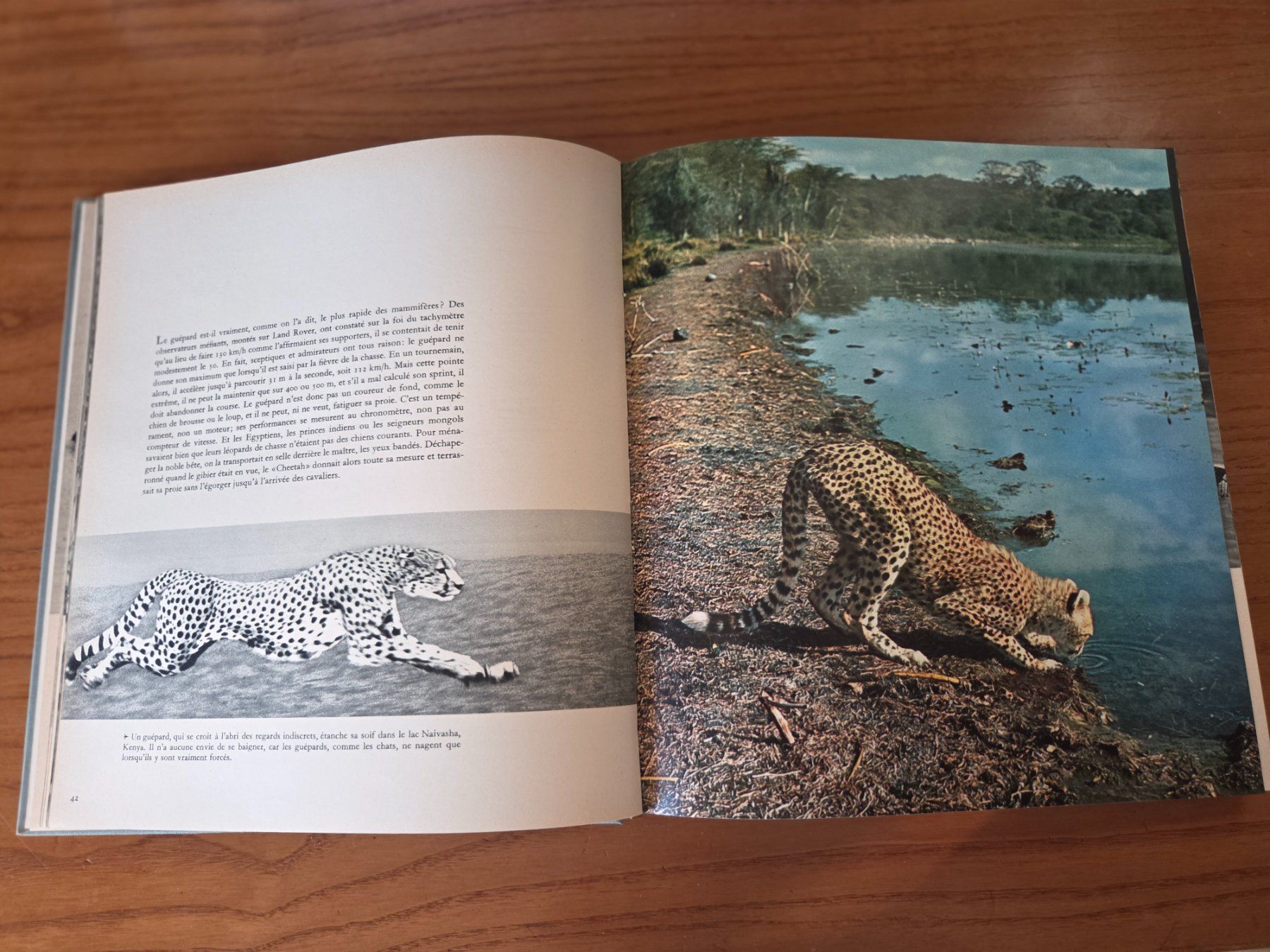 Libri: Parade animale du Continent noir 1963 VDB Berne – Usato da Aldesago venduto da lusuardi 6