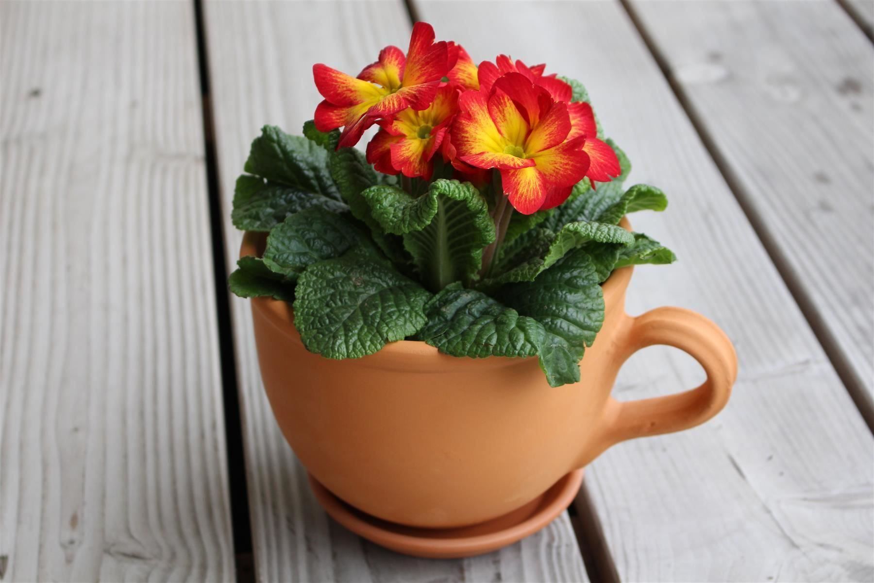 Vasi per fiori: Blumentopf inkl. Untersetzer aus Ton – Nuovo e nell'imballaggio originale da Zürich venduto da StellaKar 1