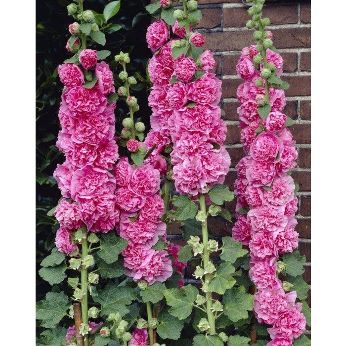 Piante & sementi: 100 Samen Stockrose CHATER'S  ROSE – Nuovo (secondo la descrizione) da Ehrendingen venduto da VerveinaSamen 4