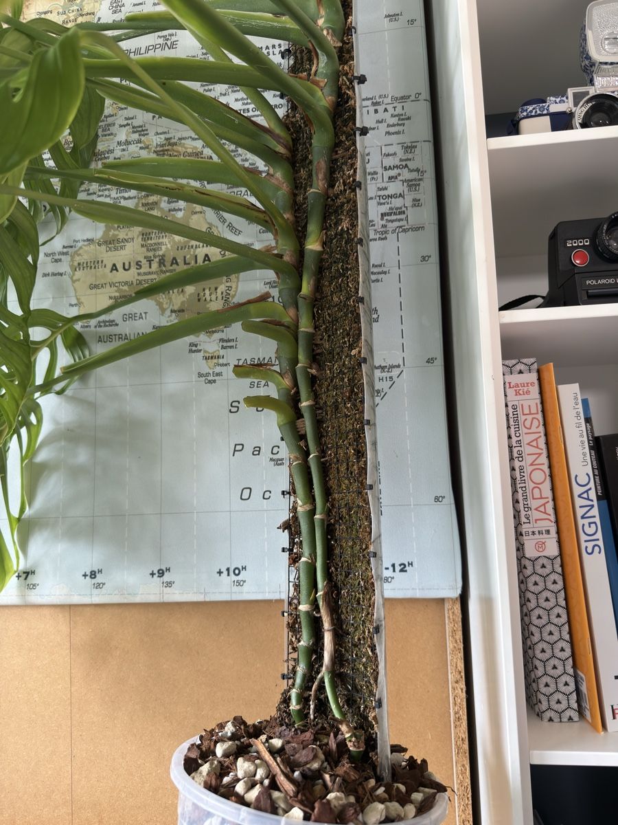 Piante & sementi: Monstera Epipremnoides (Esqueleto) – Usato da Morlon venduto da lucius.greenery 2