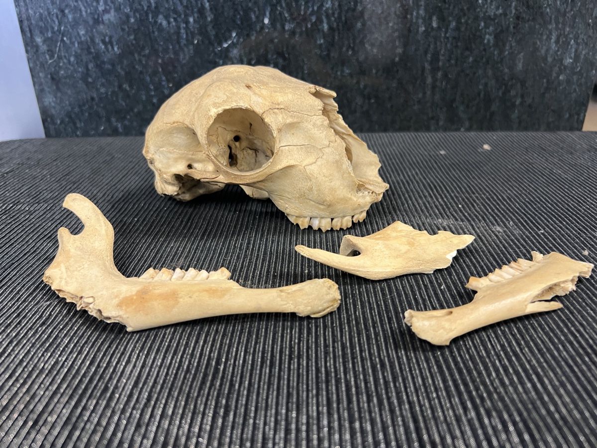 Welt der Tiere: CRÂNE 💀  ANCIEN – Gebraucht aus Genève von Leboucheoreilles 1