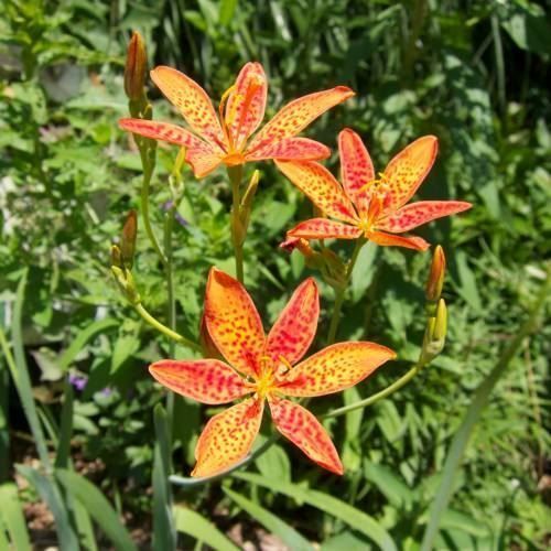 Piante & sementi: Iris Tigre  4 PLANTS – Nuovo (secondo la descrizione) da Bremblens venduto da FIBONACCI369 1