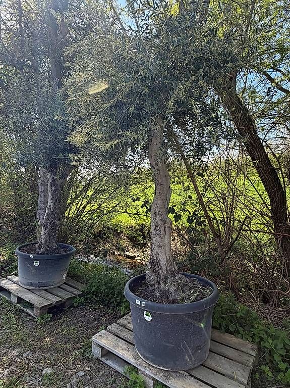 Piante & sementi: Olivenbaum "Olea Europea 14" Versand möglich – Nuovo (secondo la descrizione) da Zuckenriet venduto da Thur_Plant 1