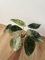 Alocasia Dragon Scale Mint