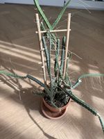 Selenicereus grandiflorus (Königin der Nacht)