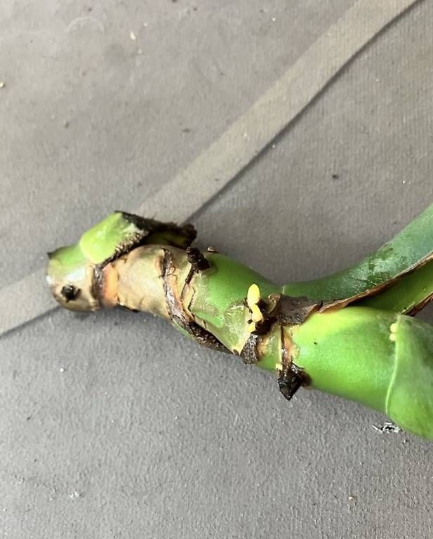 Piante & sementi: Monstera Stamsteckling – Usato da Hettlingen venduto da MissZotti