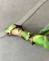 Monstera Stamsteckling