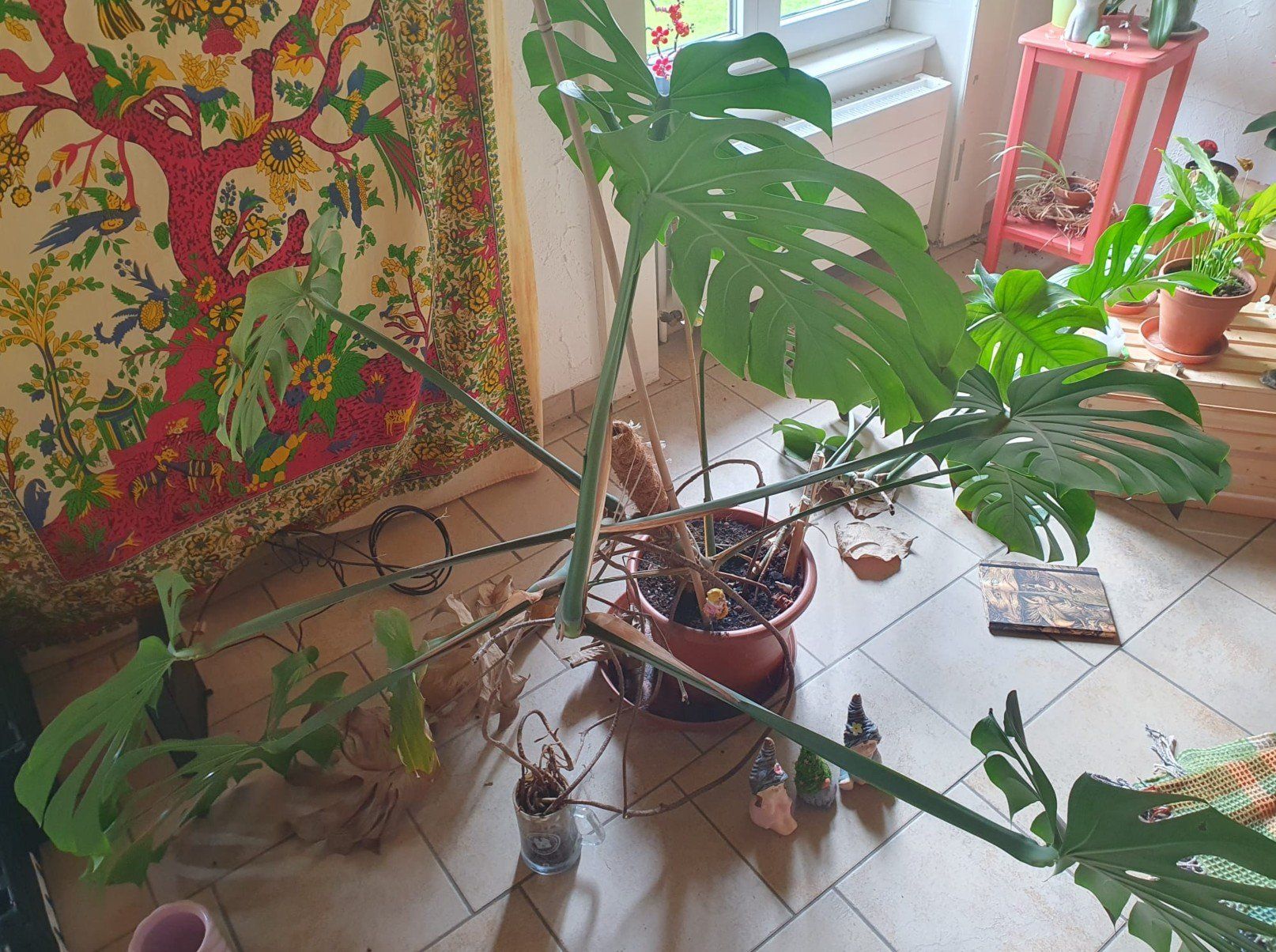 Pflanzen & Samen: Monstera – Gebraucht aus Nidau von jul_6tpv 1