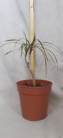 Dracaena Ableger ca.1,5Jahre alt, ca. 35 cm hoch,Bonsaigross
