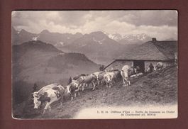 CHÂTEAU D'OEX - Chalet de Charbonnet - Vaches