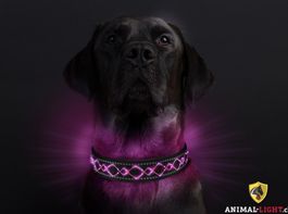 🐕 Animal-Light - Leucht-Hundehalsband "Beauty"