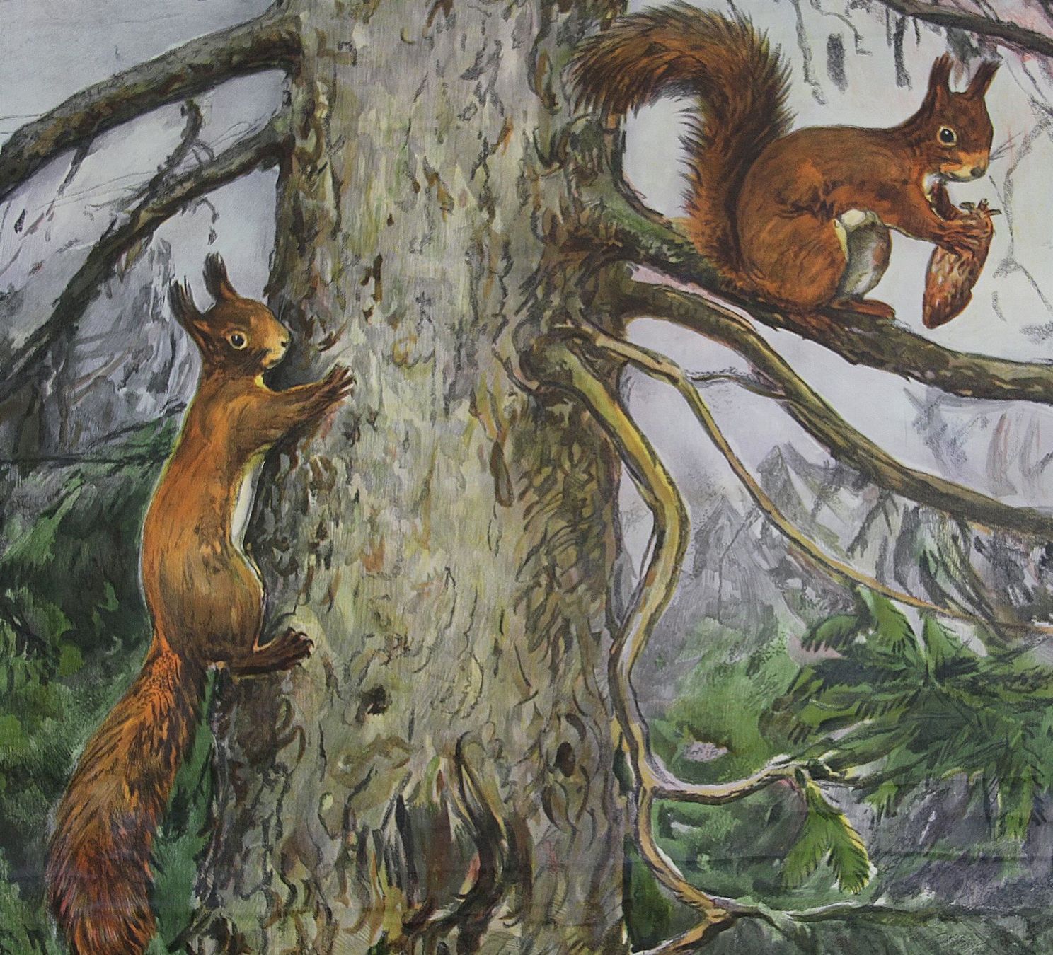 Posters & Illustrations: Schulwandbild "Eichhörnchen" Nils Tiren – D'occasion à Birrwil par brandschatz_birrwil 1