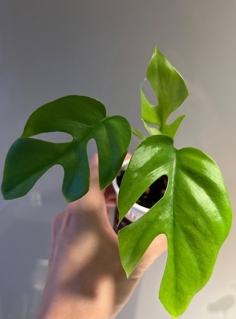 Piante & sementi: Monstera minima💚 – Usato da Glattpark(Opfikon) venduto da ste_n99y