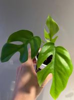 Monstera minima💚
