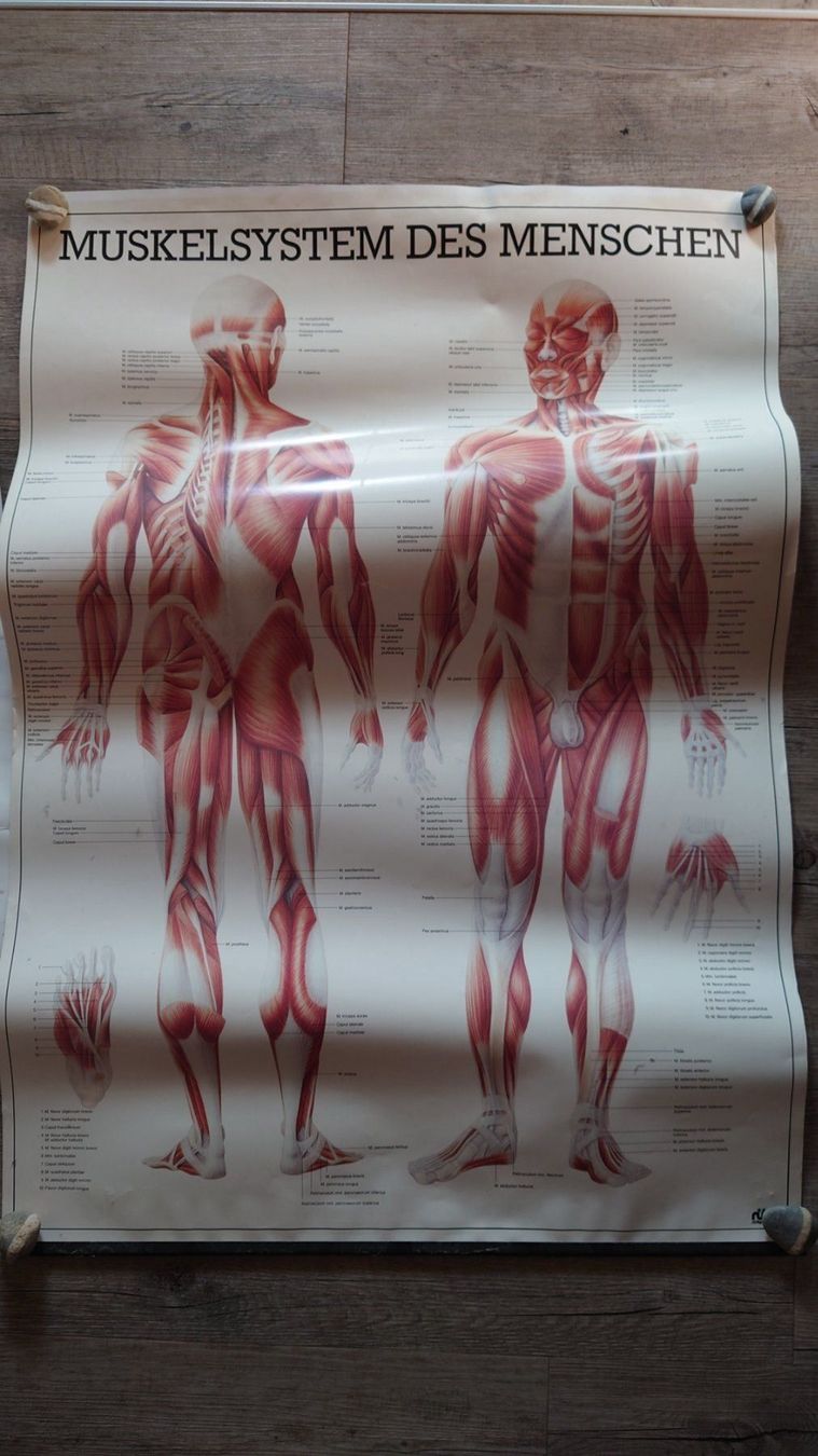 Poster & Bilder: 4 medizinische Plakate – Gebraucht aus Lüchingen von Ruth1 3