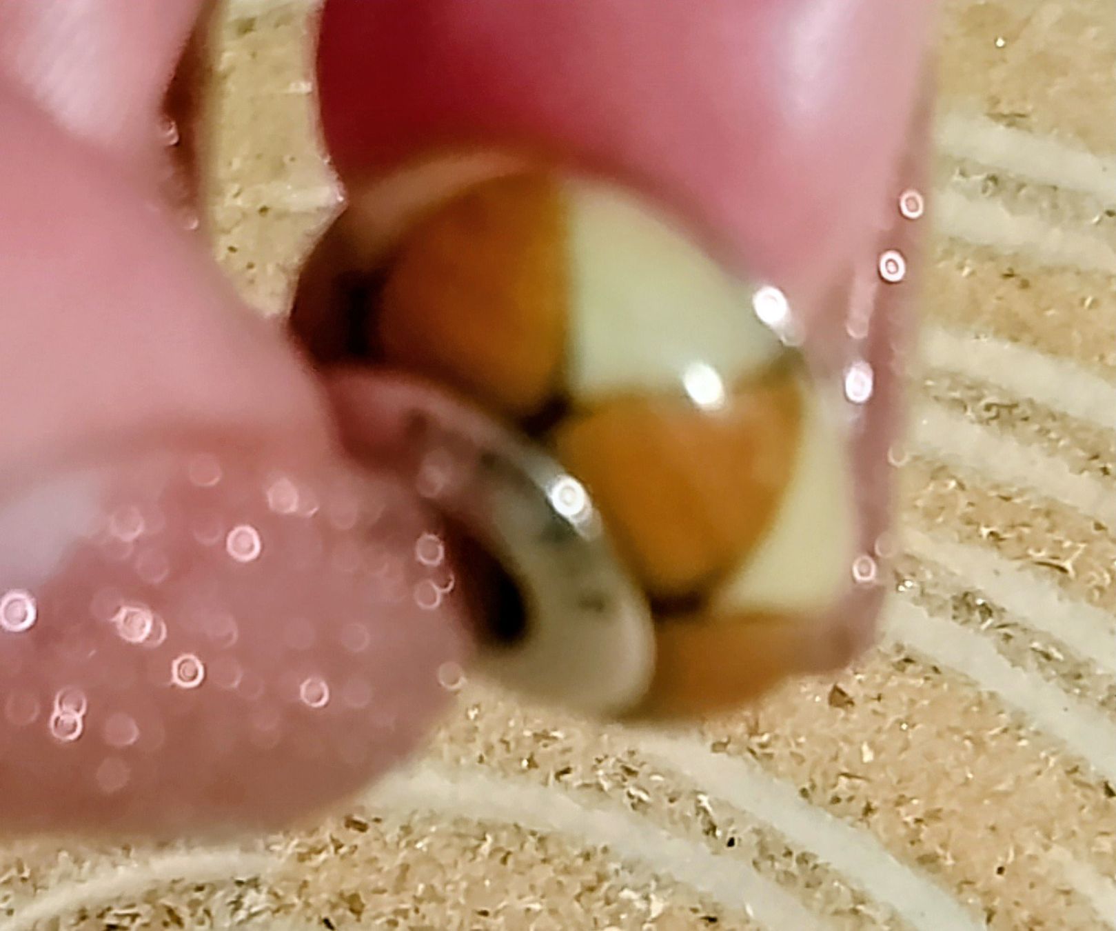 Pandora Ciondoli: Pandora Charm Murano S925 ALE – Usato da Therwil venduto da col_m6rx