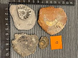 4 x Ammoniten