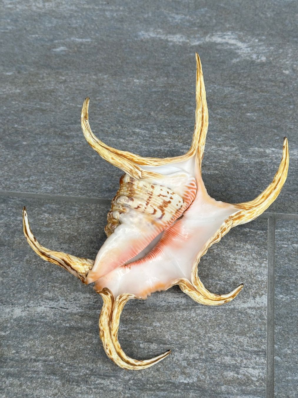 Fossili: Muscheln / Korallen – Usato da Obstalden venduto da Porco13 1