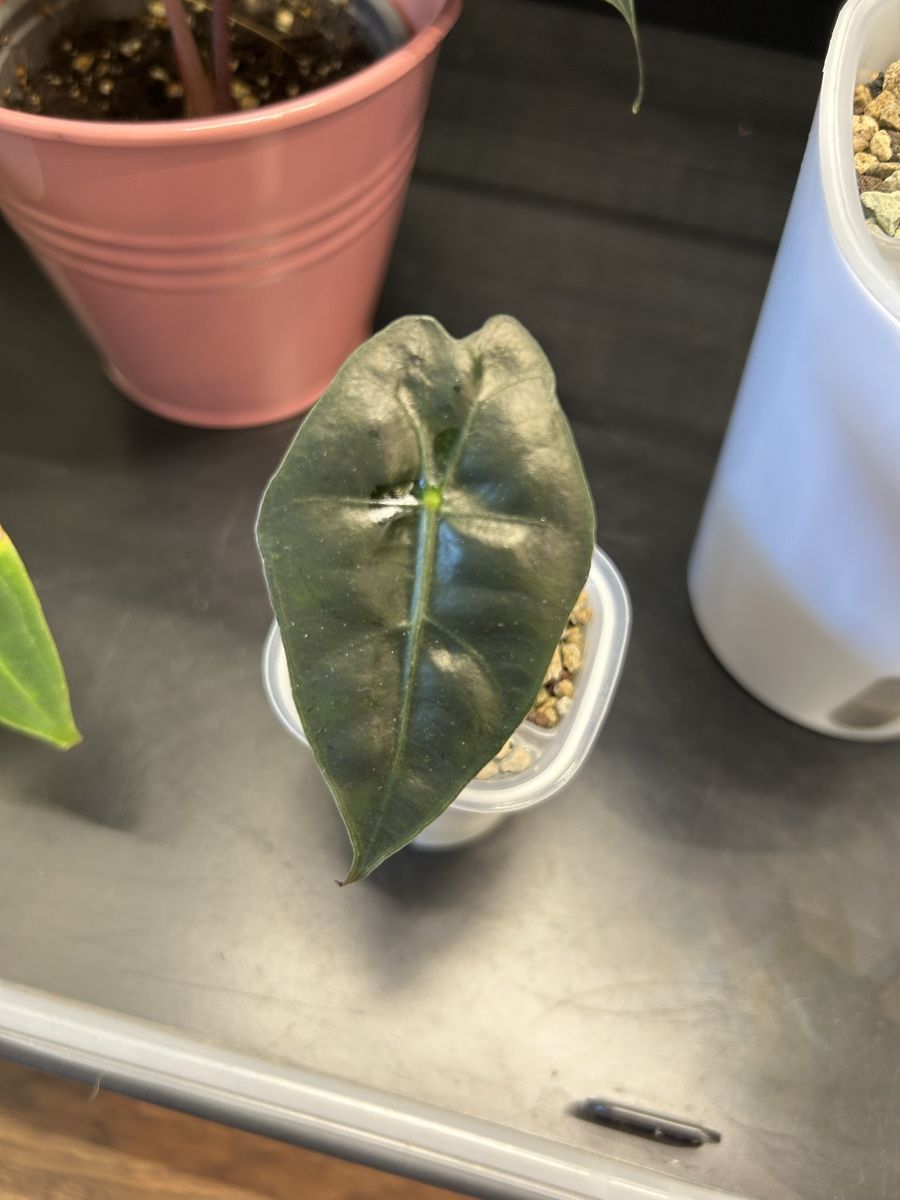 Piante & sementi: Alocasia Amazonica – Usato da Burgdorf venduto da gartmeier 1