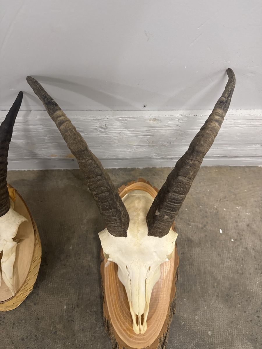 Altre raccolte & rarità: Steinbock/geiss  – Usato da Strengelbach venduto da HeidiHeidi09 2