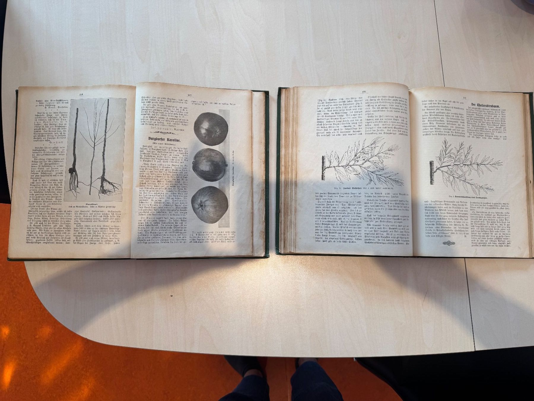 Libri: Der Schweizerische Obstbauer Jahrgänge 1908 und 1909. – Usato da Untervaz venduto da maj_m5xn 4