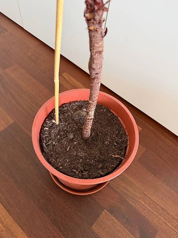 Piante & sementi: Geigenfeige / Ficus Lyrata – Usato da Ennetbaden venduto da miboo 4