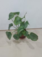 Pflanze Calathea orbifolia  mit Topf Höhe ca. 60cm