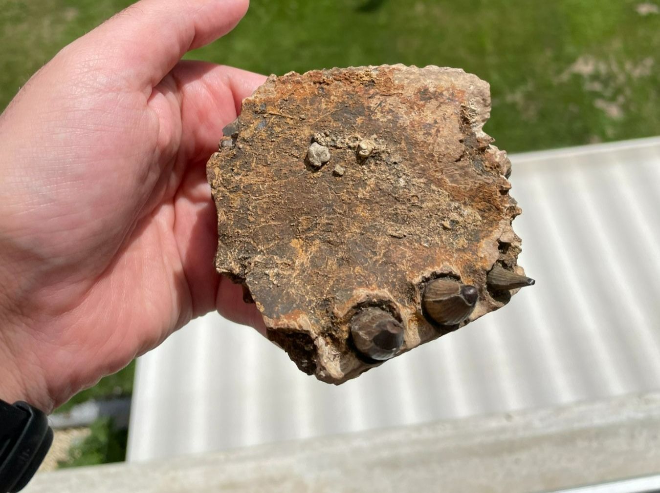 Fossili: Fossiles Krokodil Kieferstück – Usato da schüpfen venduto da rica122 1
