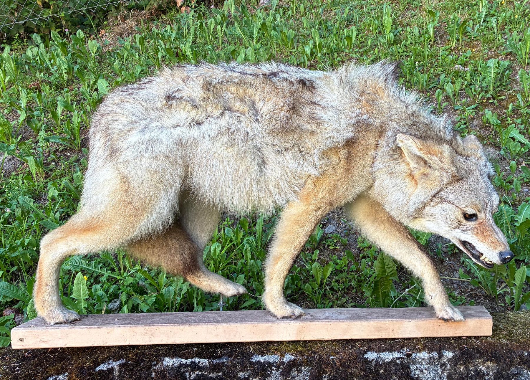 Il mondo degli animali: Kojote aus Amerika – Usato da Bäretswil venduto da robsonantik